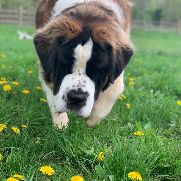 Meet your Posher, Ren - Picture 4 of 6